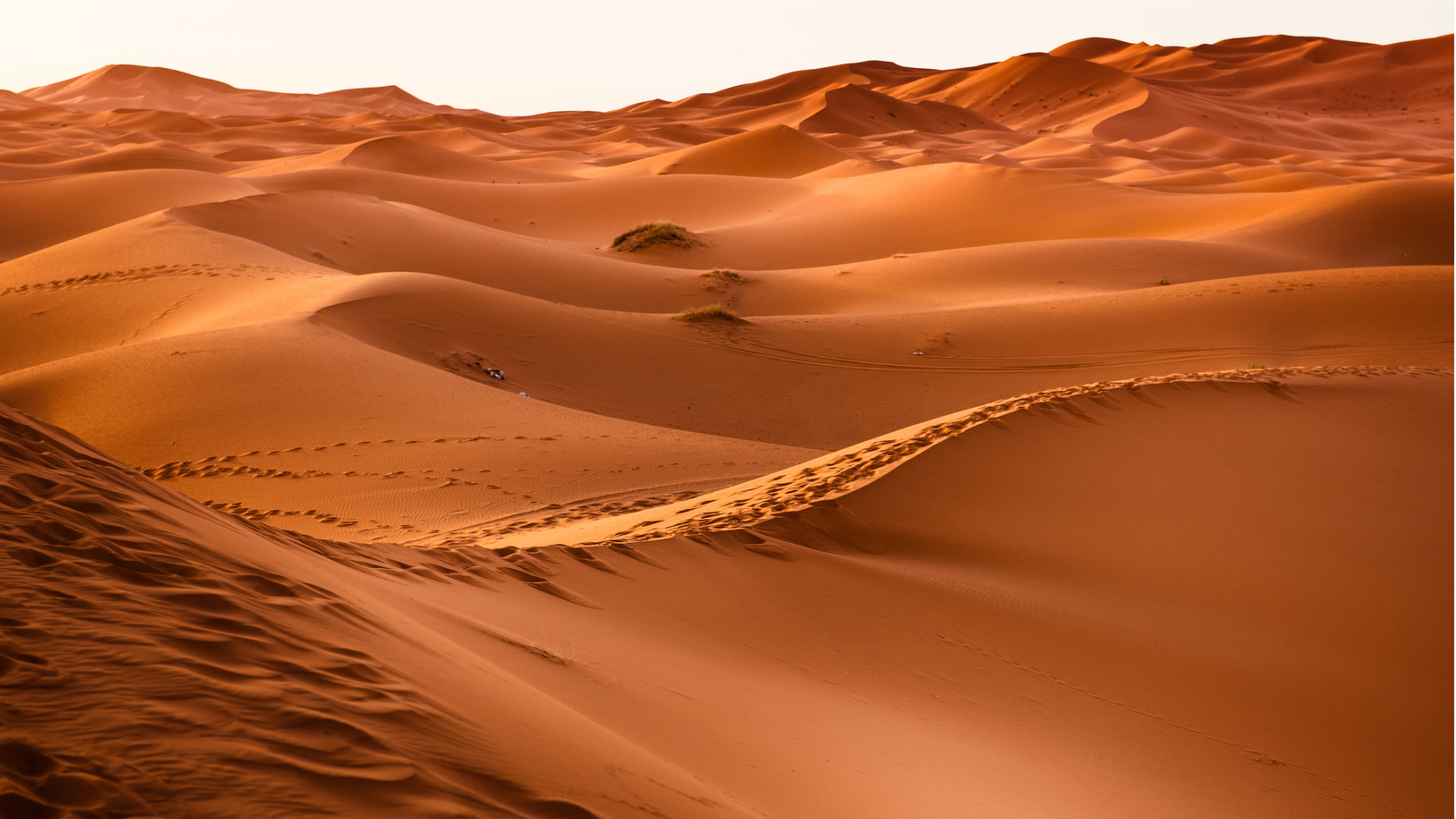 Female traveler riding a camel in the Sahara Desert